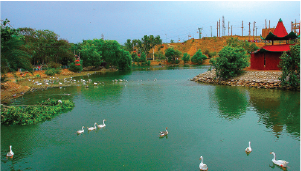 Safari Park